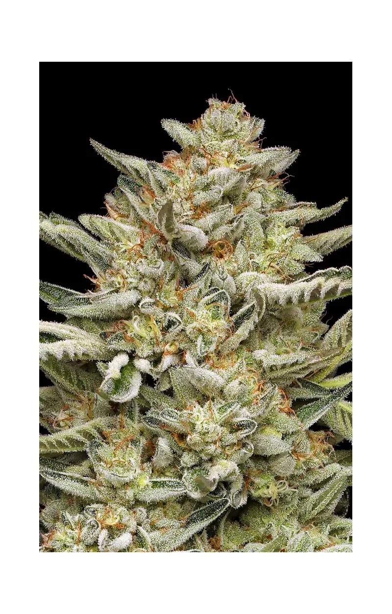 OG Triploid Auto, Фасовка: 3, изображение 2